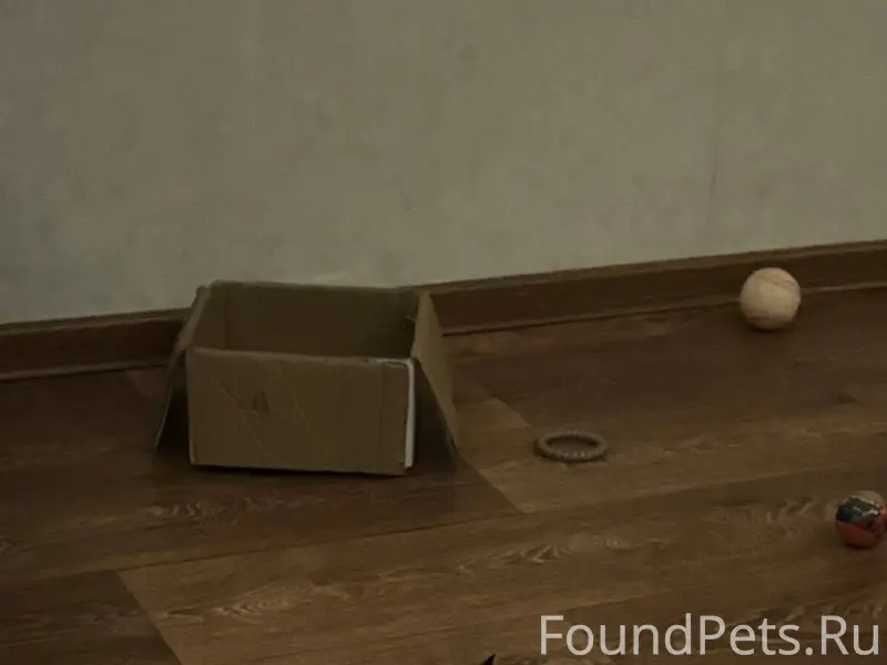 Пропал кот, Октябрьская 33