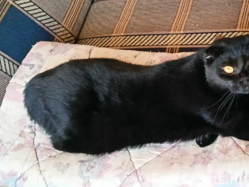 Пропал кот, возле дома 23