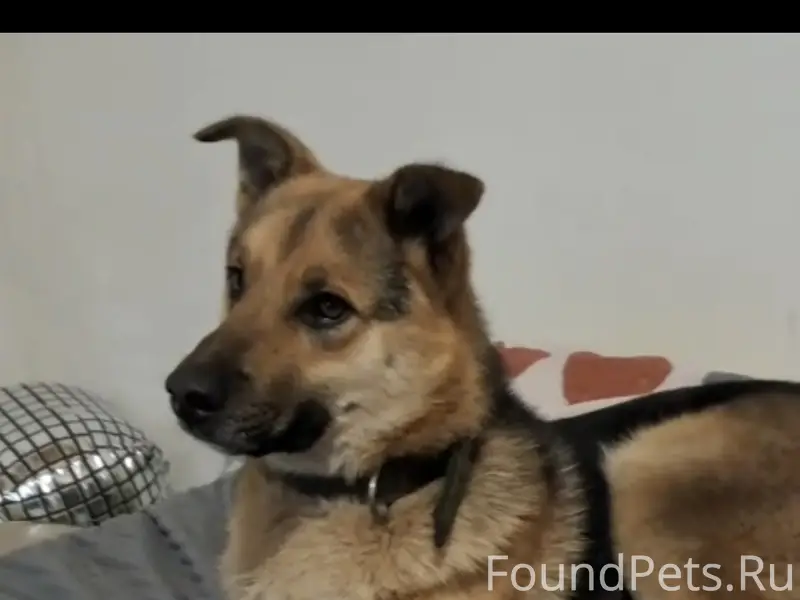 Пропал Симба, посёлок Миловка