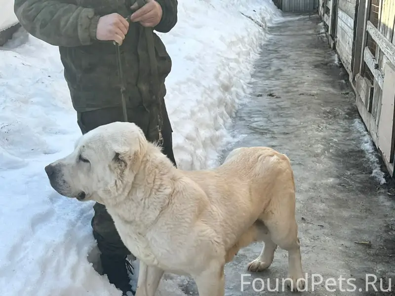 Найден а собака, Ростов Великий
