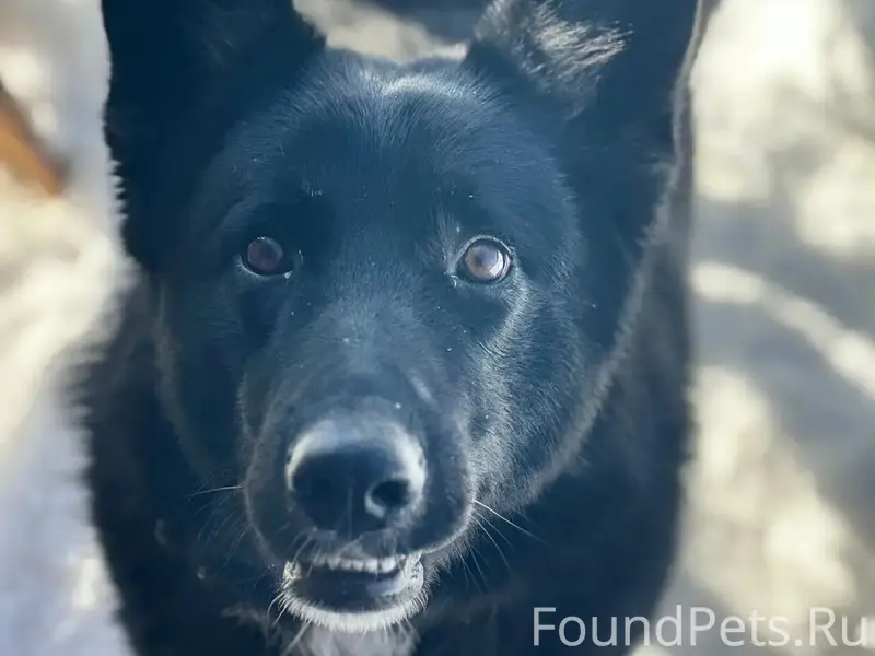 Пропал пёс Цезарь, Рязанский район