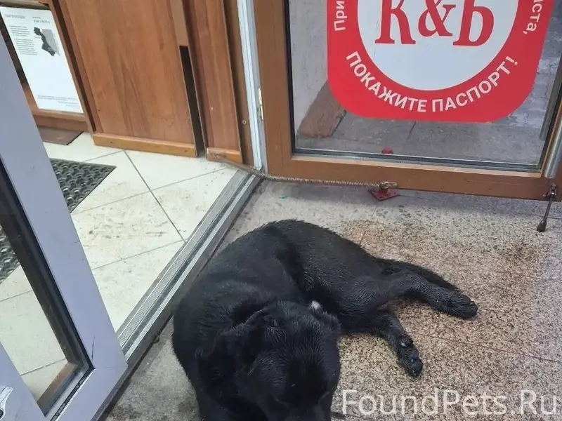 Пропал похожий на ротвейлера пёс, район Алых парусов