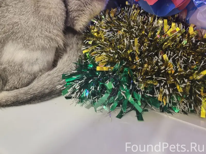 Пропала кошка, район 5 дома