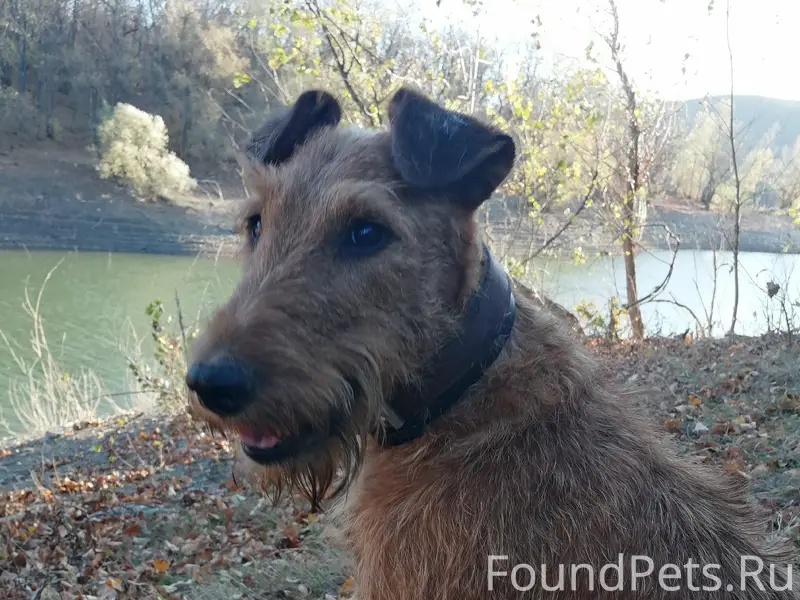 Пропал ирландский терьер, г. Симферополь