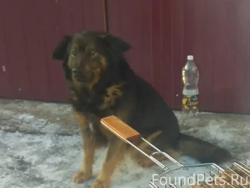 Пропал кобель