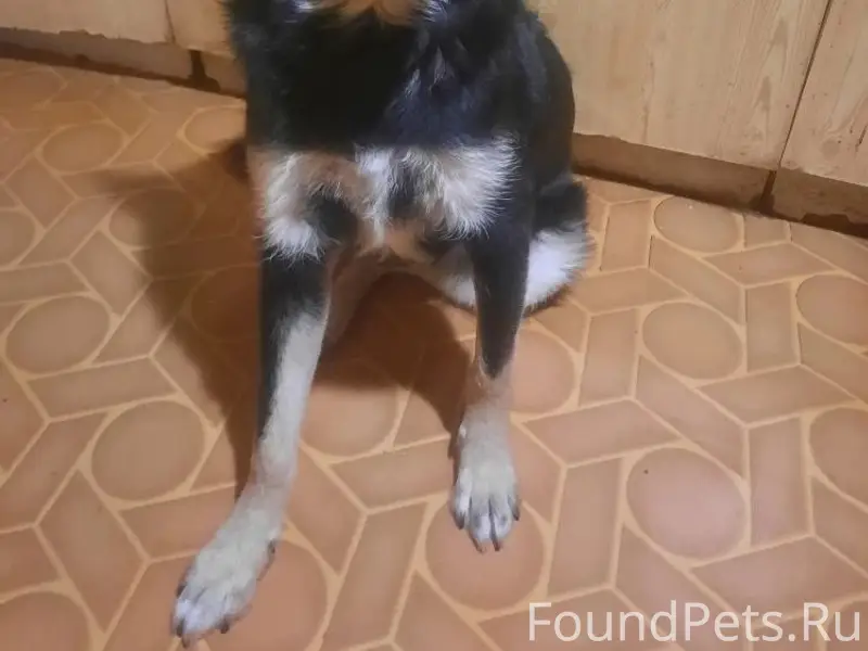 Пропала собака Юта, Благонравого