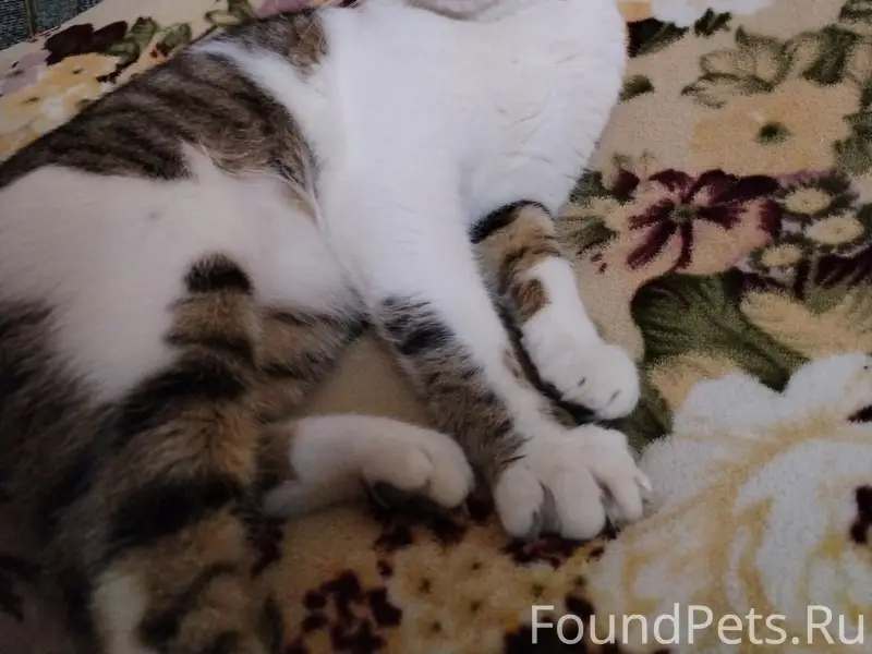 Пропал кот Матроскин, район Кутузовского магазина