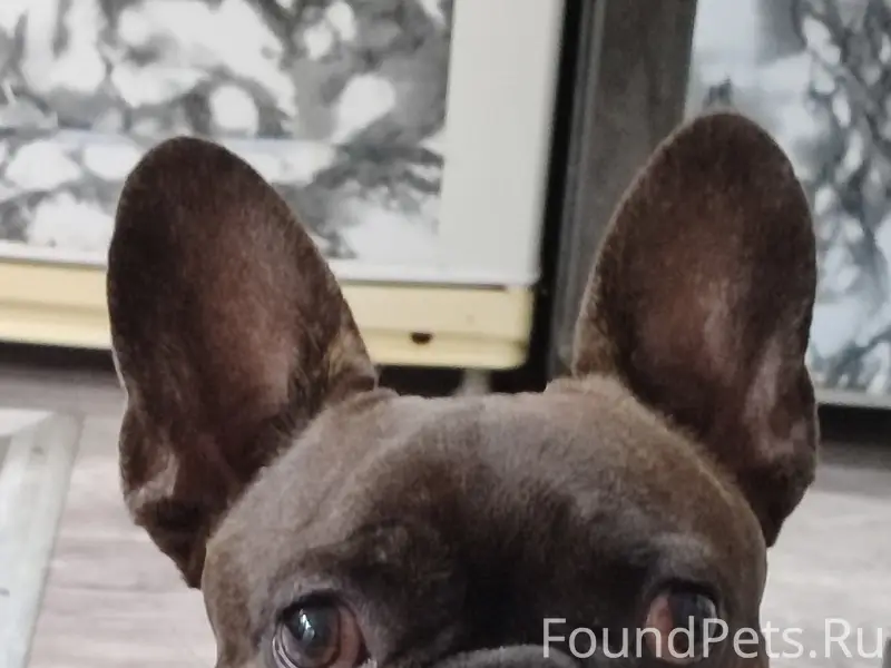 Пропал французский бульдог, свяжитесь по телефону