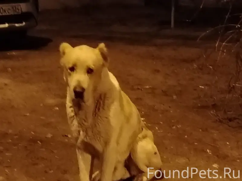 Пропал алабай Арчи, Красноармейский район, Волгоград