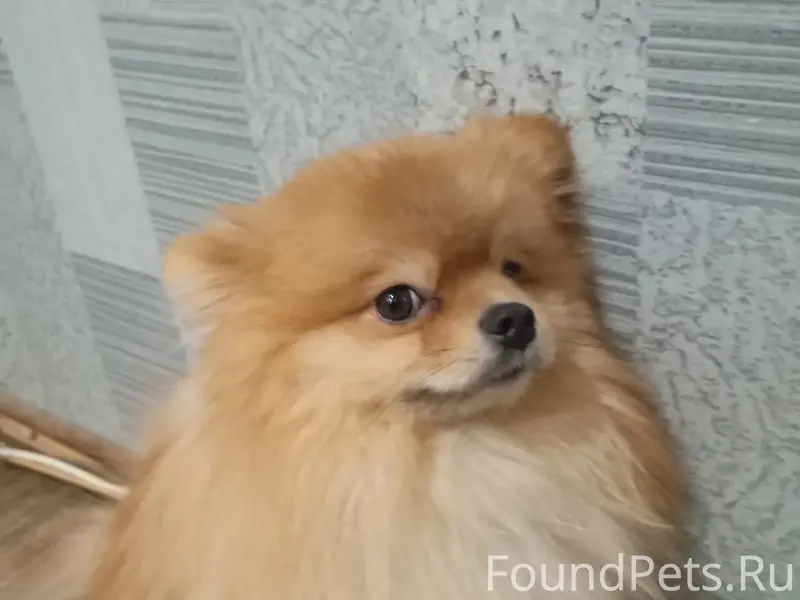 Пропал Лаки, по дороге от ЖК Светлояр до ТЦ Аврора