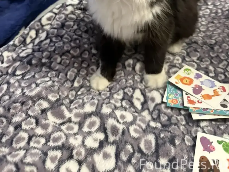 Пропал кот Маркиз, район ул. Клочкова