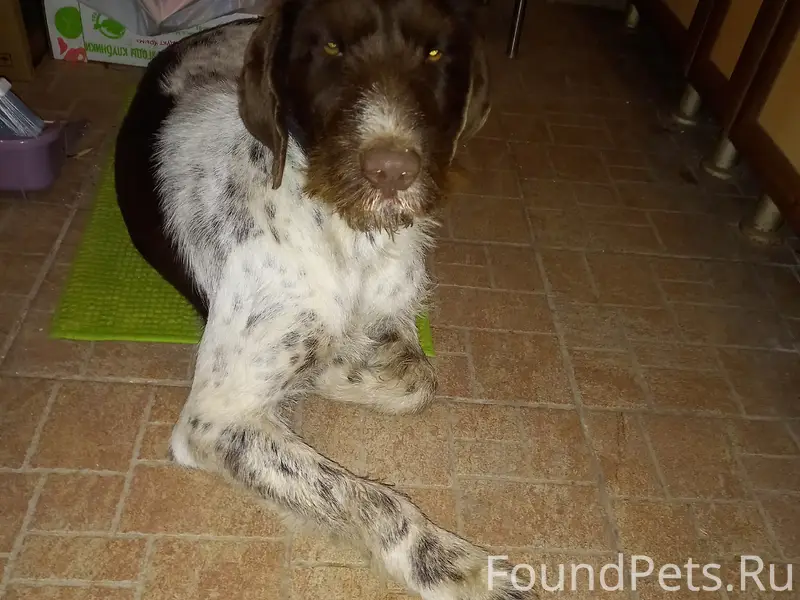 Найден охотничий пёс, ул. Ломоносова