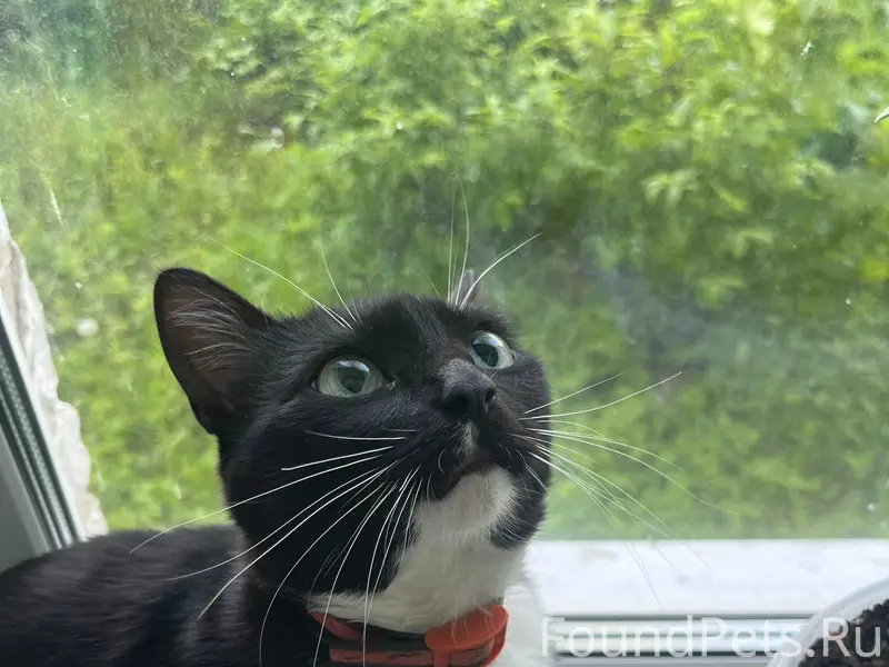 Пропала кошка Мася, 7 дубков