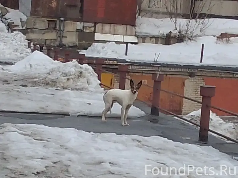 Найденна собака, район Бии