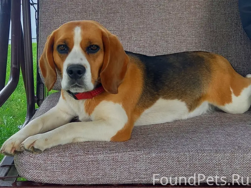 Пропала Бигль Ева, поселок Радужный, Тамбов