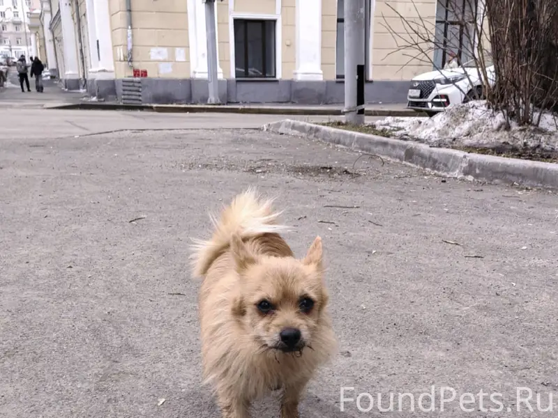 Найден рыжий щенок, Екатеринбург, Железнодорожный район