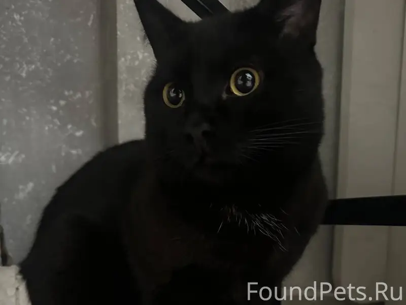 Найден кот, шлюзовая 2