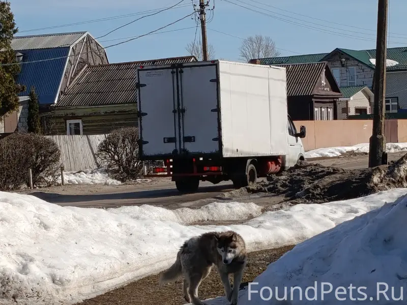 Пропал хаски, Пестриково