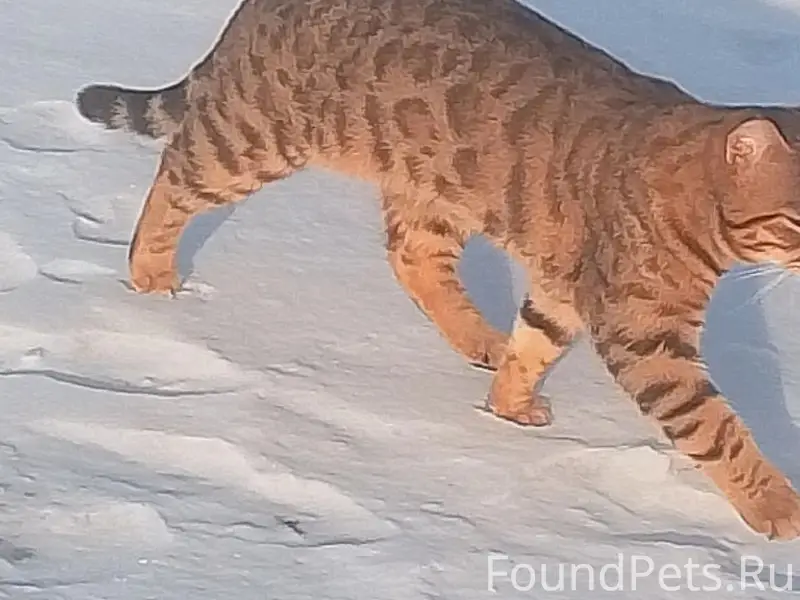 Пропал кот Тайсон, Песчаная улица