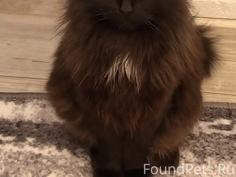 Пропал кот, улица Уточкина