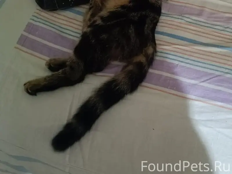 Пропала кошка, 