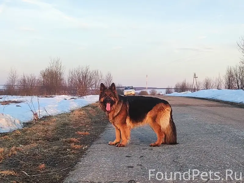 Найден щенок, Малышка