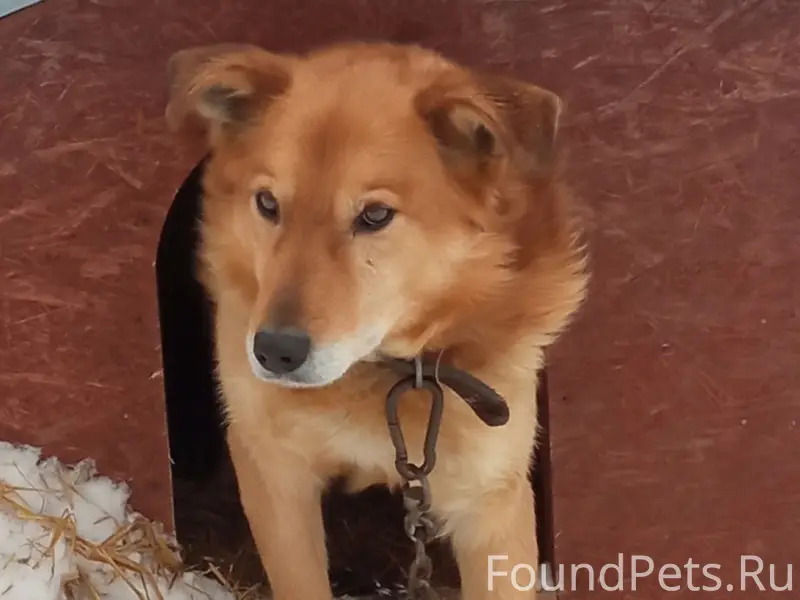 Пропал пёс, Ленинский район