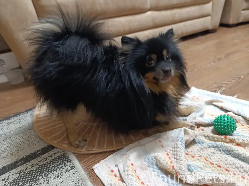 Найден шпиц, ищем хозяев