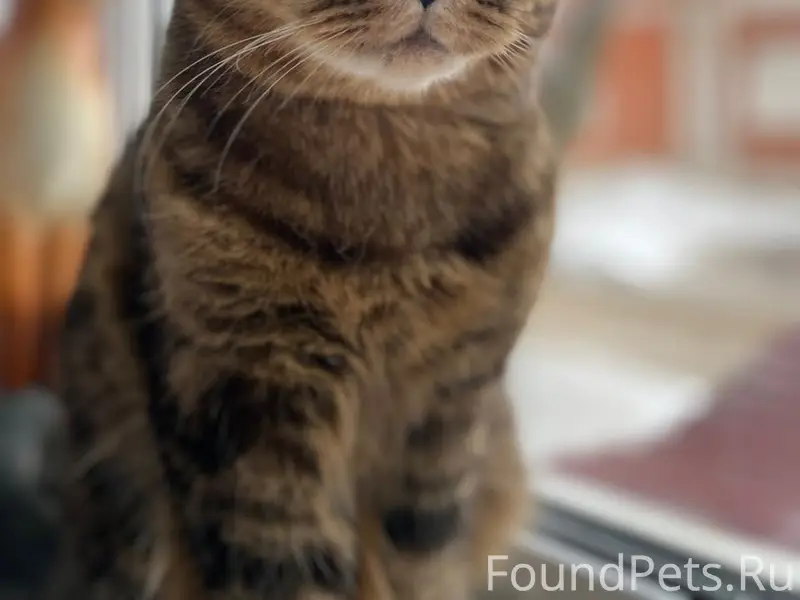 Пропал кот Ричи, Красный Яр