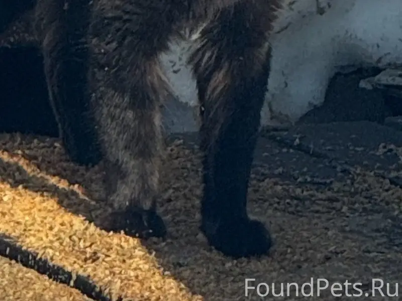 Пропал кот, Емва