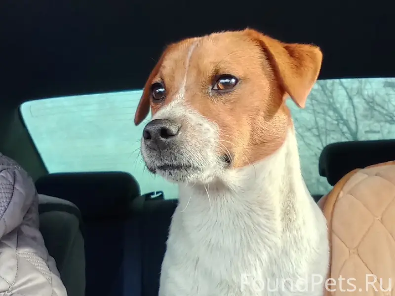 Пропал Джек Рассел терьер, район ж/д вокзала