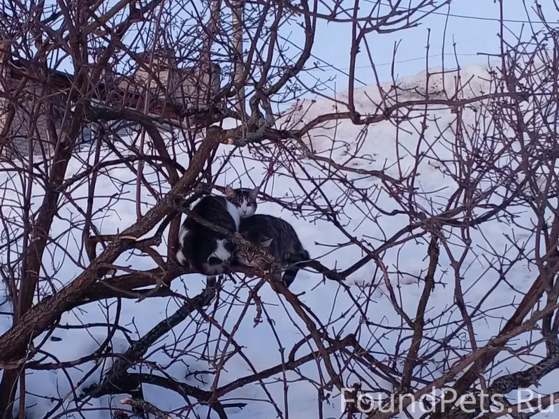 Найдены коты, серый кот в стрессе