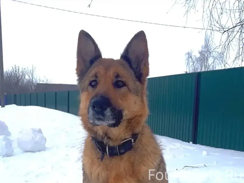 Пропала немецкая овчарка Рита, Ермоловка