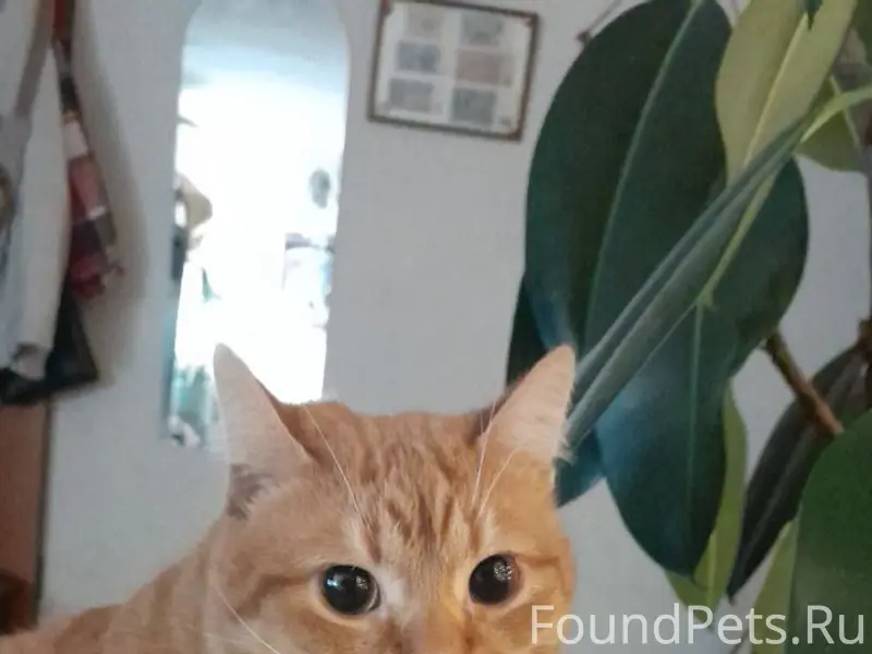 Пропал рыжий кот бобтейл 