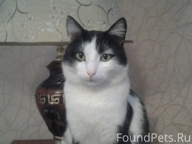 Пропал кот Стёпа