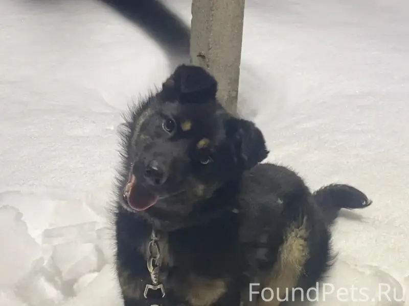 Найден щенок, центр Иглино