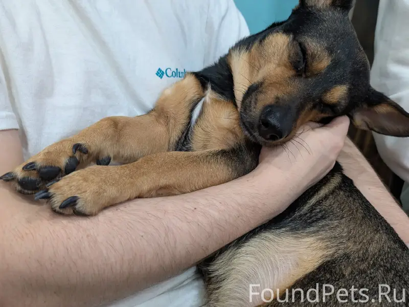 Пропал пёс Филя, Красноармейский район