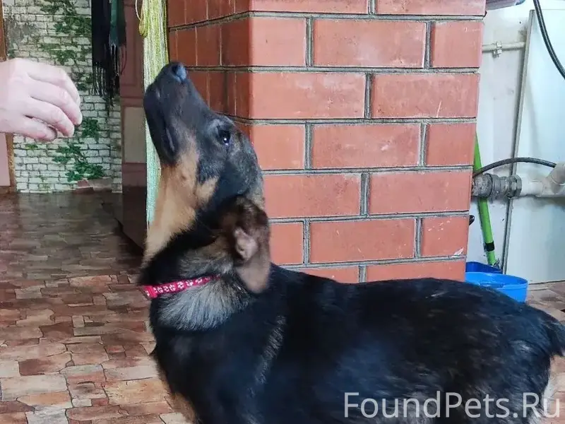 Найден щенок Бим, Кашира