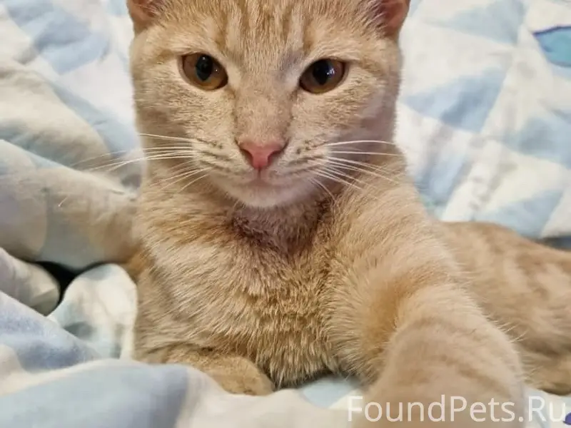 Найден рыжий котёнок, район Юго-Западного рынка