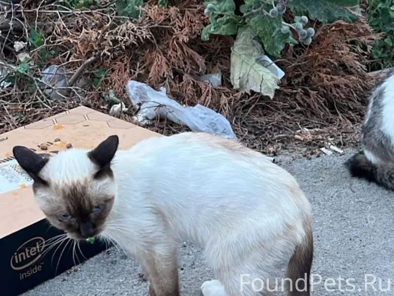 Пропали сиамские Жора и Алиса, Михалково