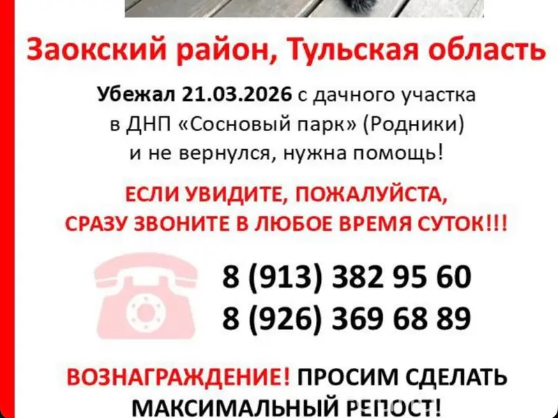 Пропала собака, Тула, Серпухов