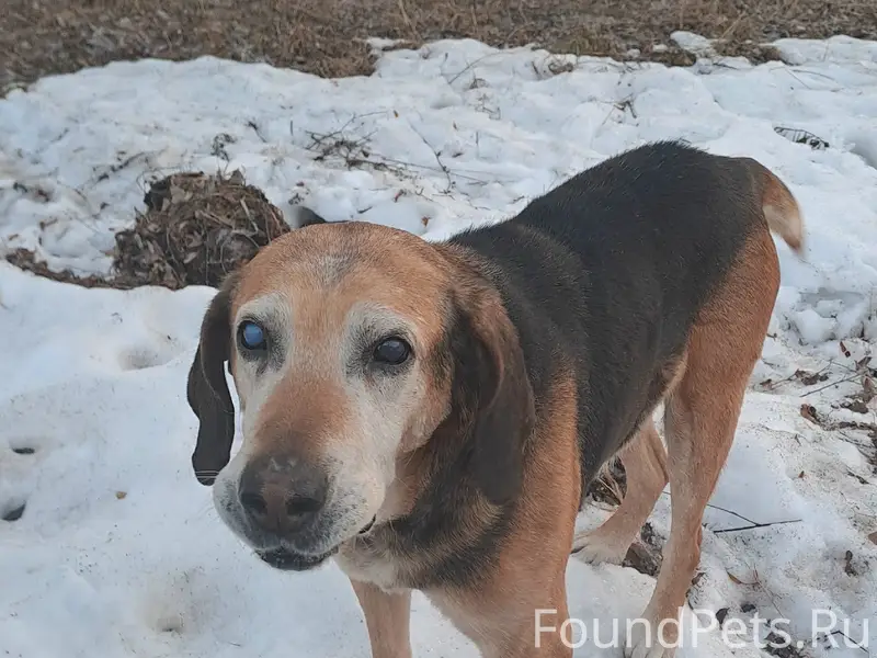 Пропала собака, место неизвестно