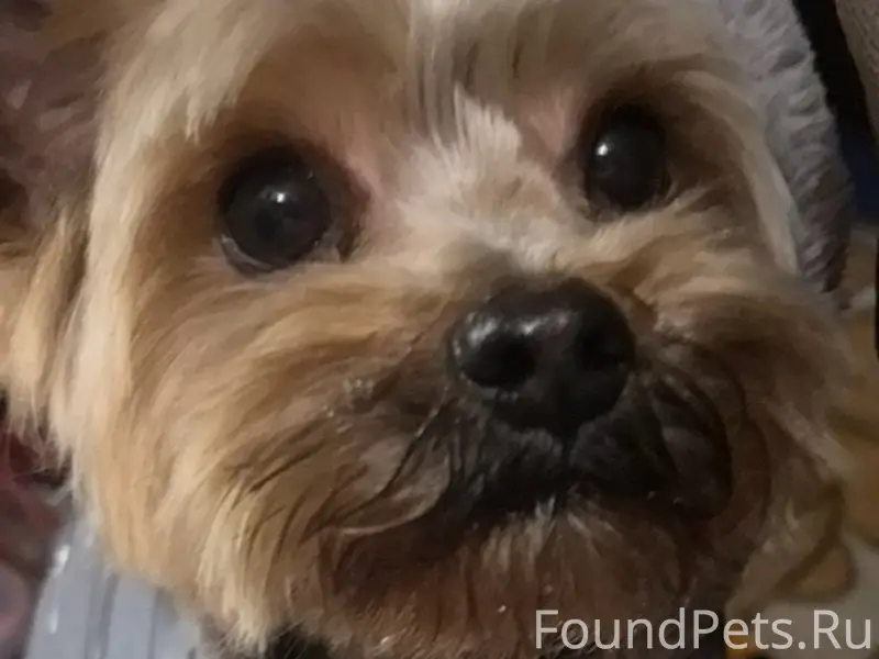 Пропал пёс Степа, район магазина «Южный»