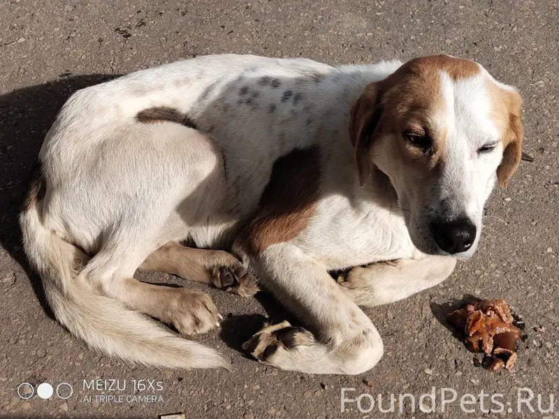 Найденна собака, улица Мира