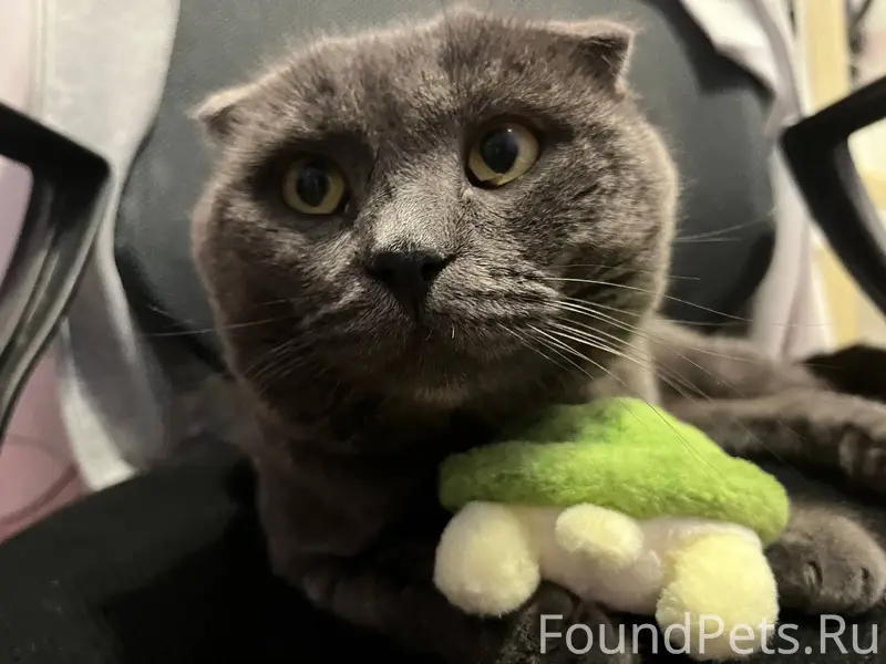 Пропал Шотландский вислоухий Тимофей, улица Обороны