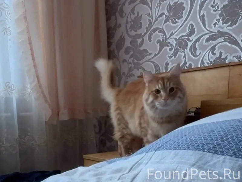 Пропал рыжий кот Ганс, Борисов