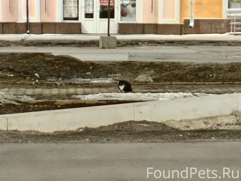 Найден кот, центр, ул. Мира