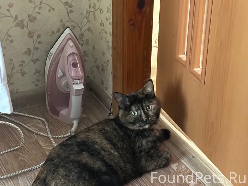 Пропала кошка Сима, село Писцово