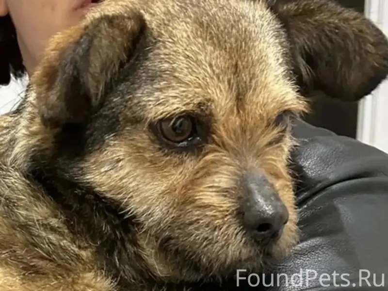 Найден маленький пёс, Сельмаш, Ростов-на-Дону