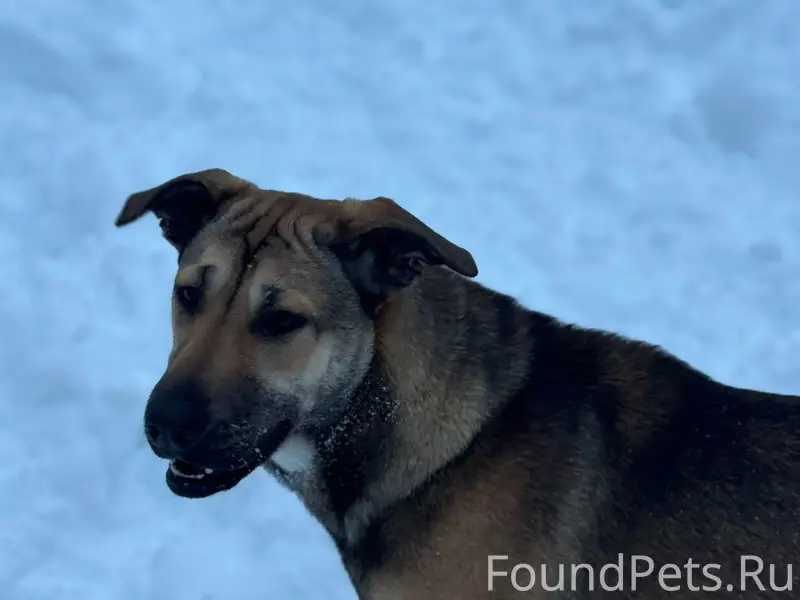 Пропала собака Альфа, Озеры